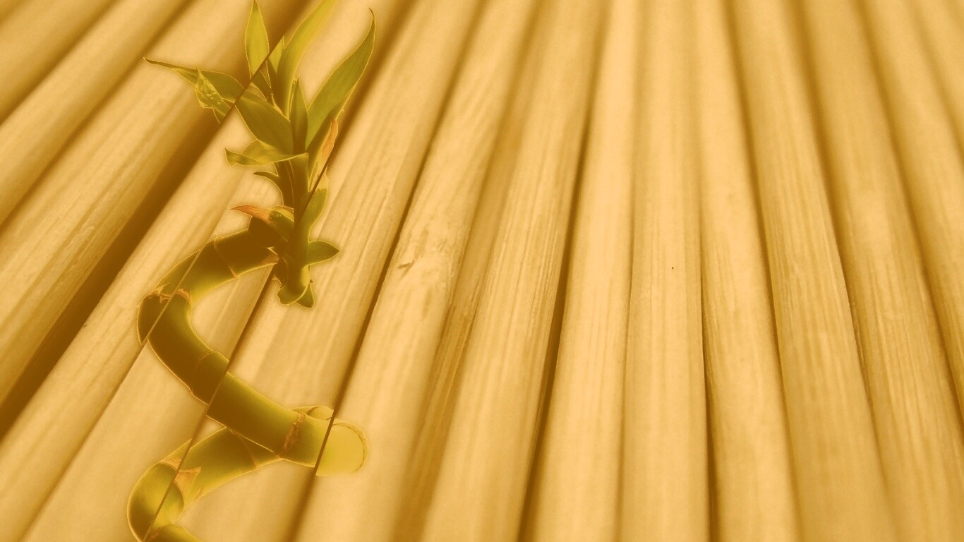 Белый росток обои