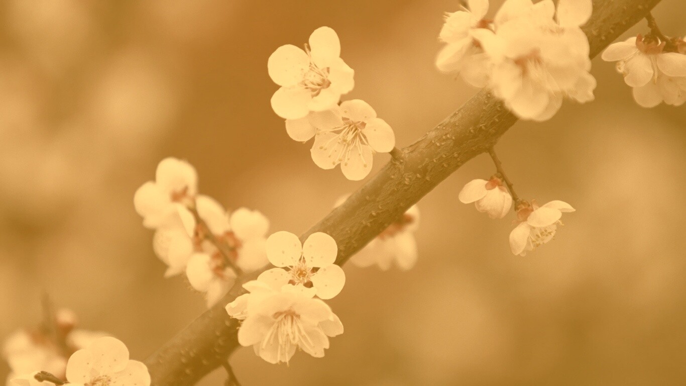 Ветка сакуры обои