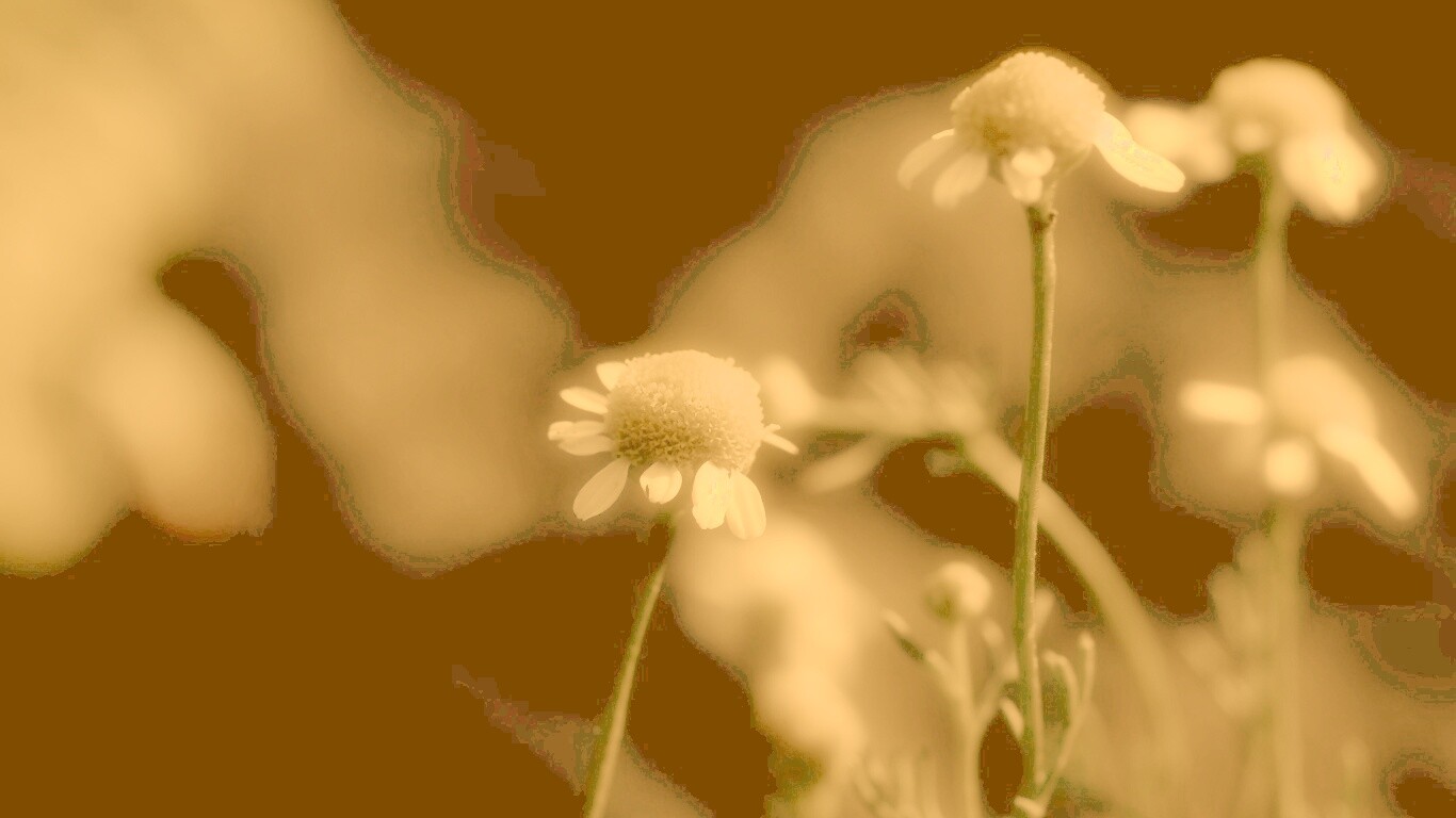 Стремный лепестун обои