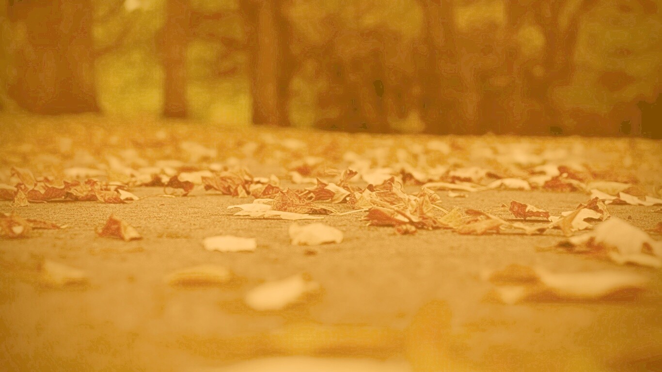 Дорога в листьях  обои