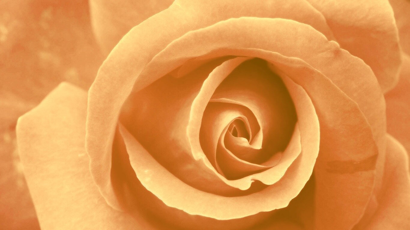 Красивая розовая роза обои