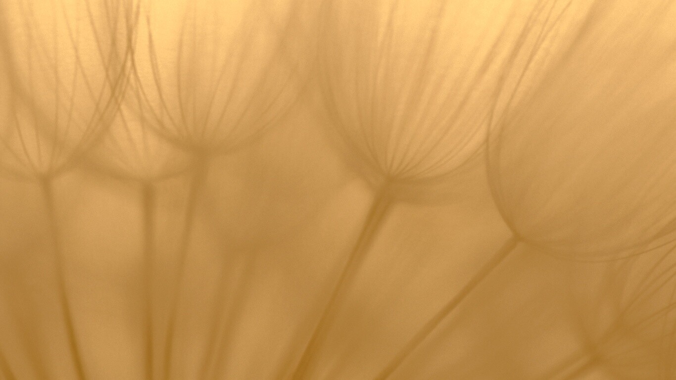 Рисунок одуванчика обои