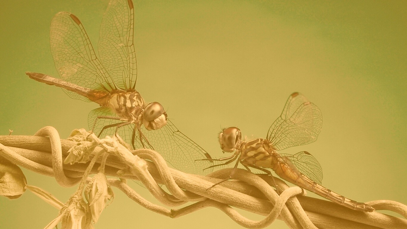 Две стрекозы обои