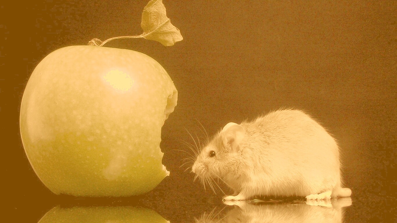 Мышь надкусила яблоко обои
