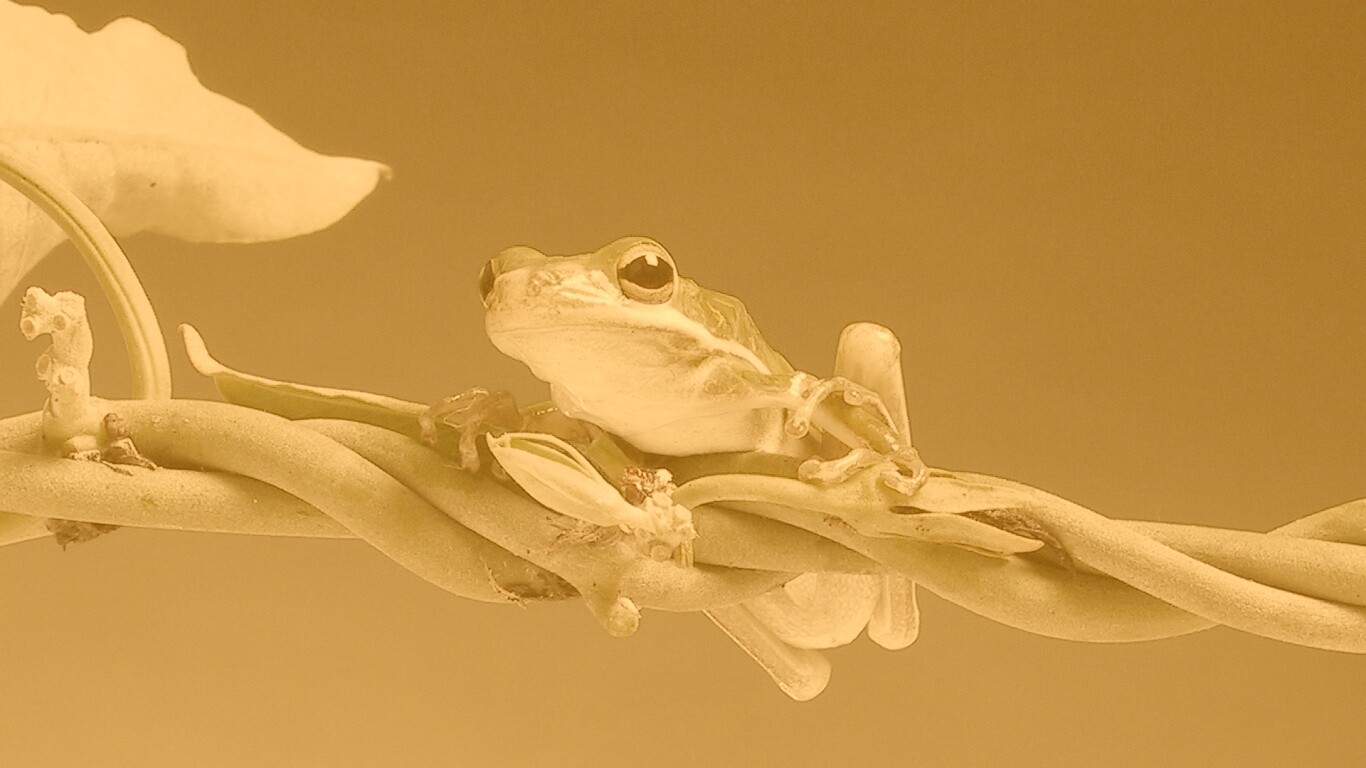 Лупоглазая лягушка на лиане обои