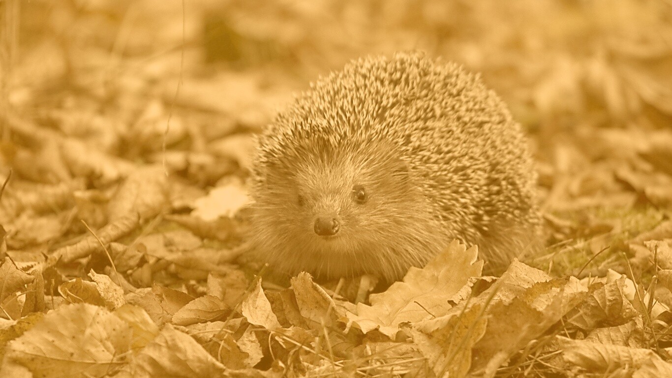Ежик в осенней листве обои