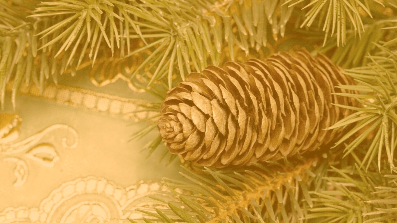 Шишка на елке обои