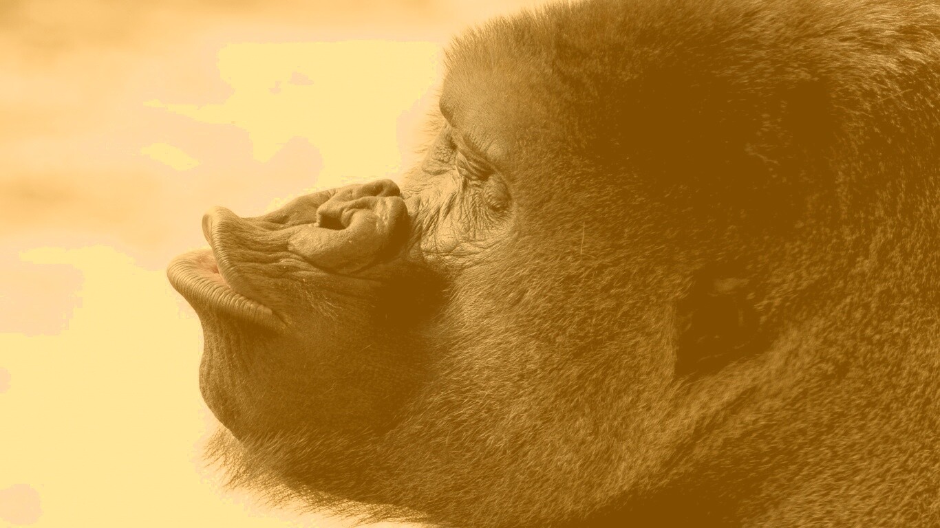 Горилла корчит рожи обои