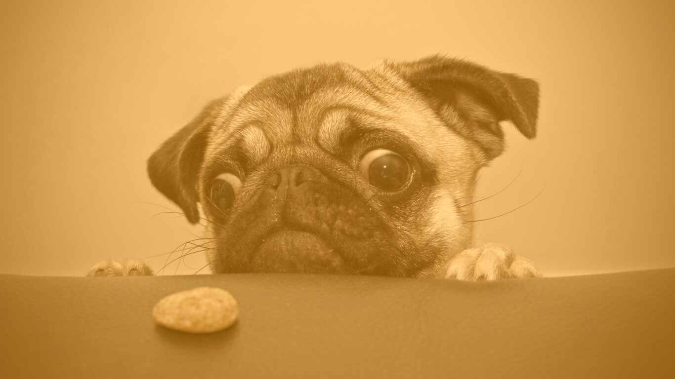 Собака нашла печеньку обои