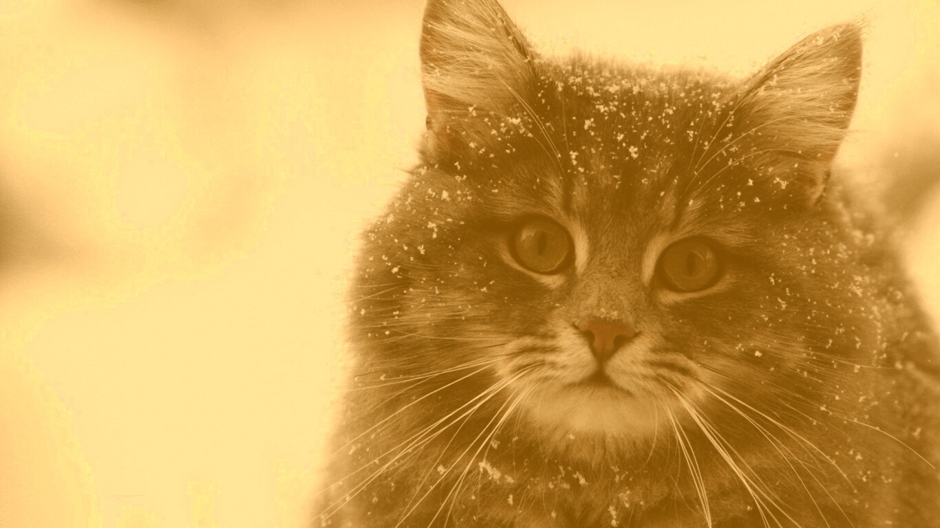 Кот в снегу обои