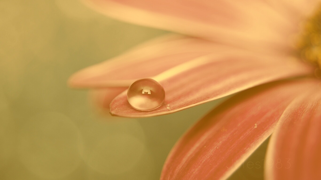 Капля на лепестке обои