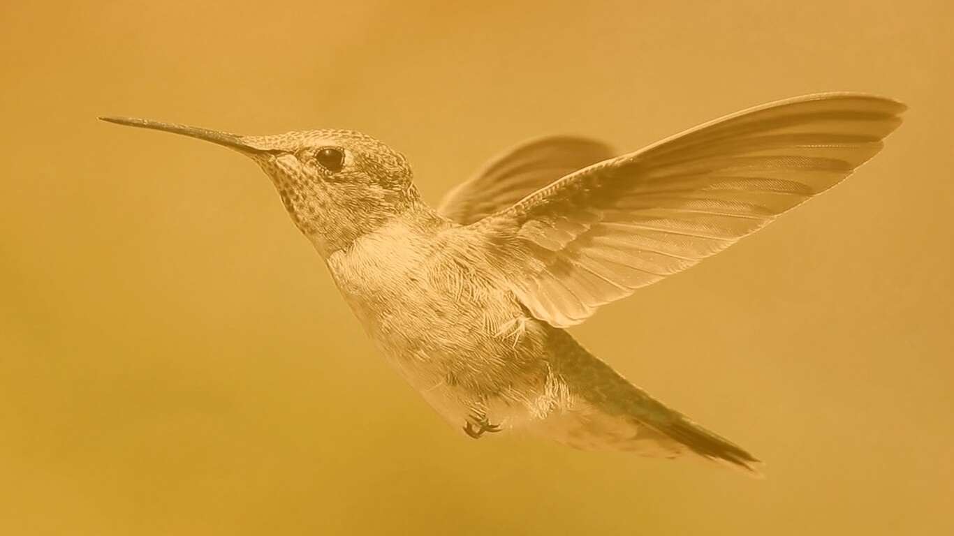 Колибри в полёте обои
