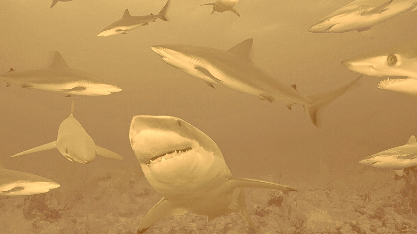 Стая акул обои