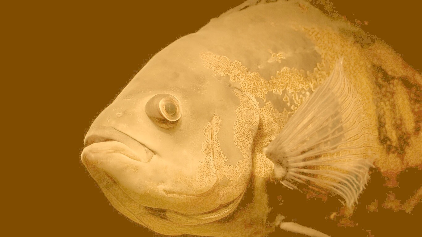 Глубоководный окунь обои