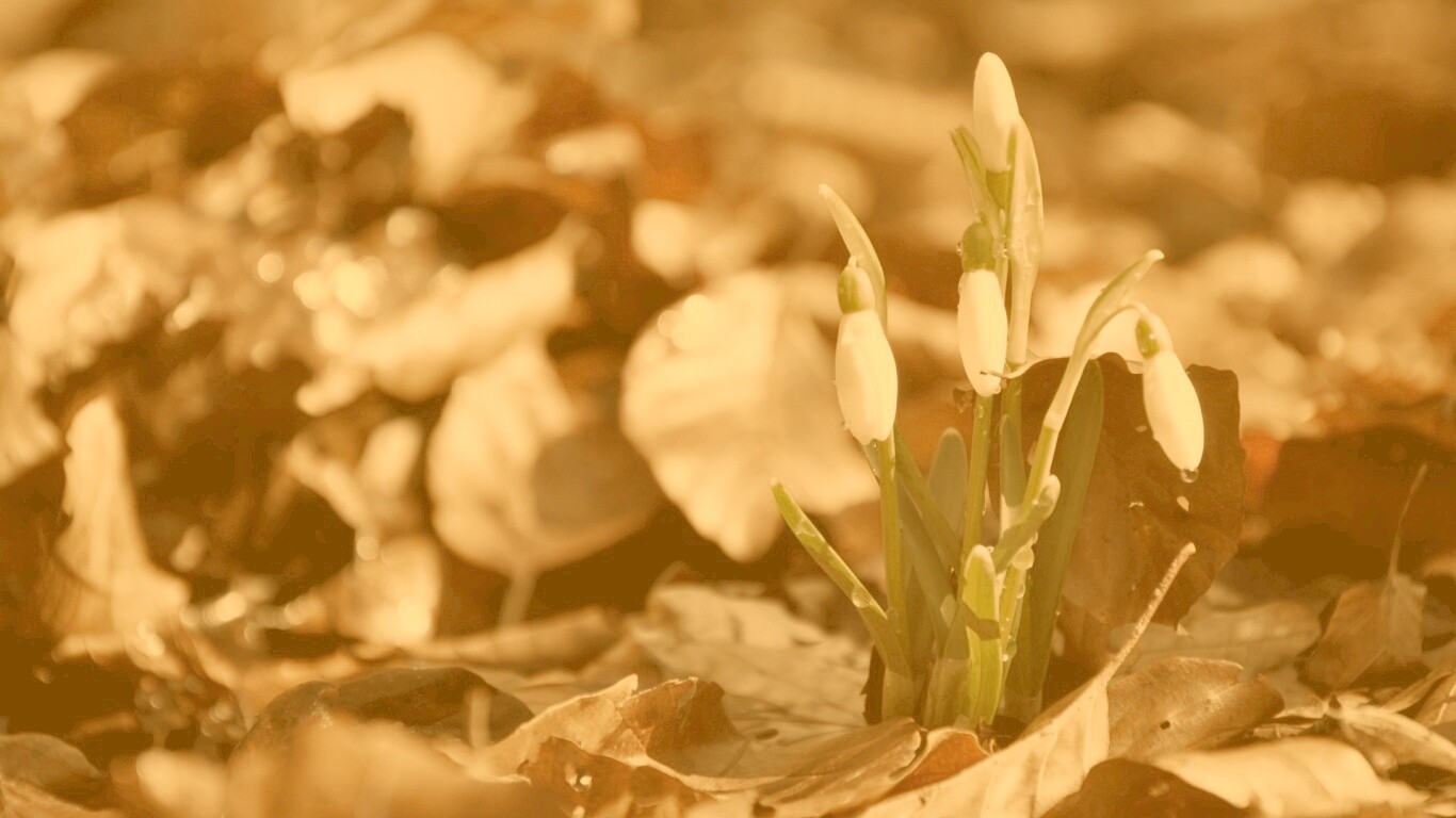 Первые весенние цветы обои