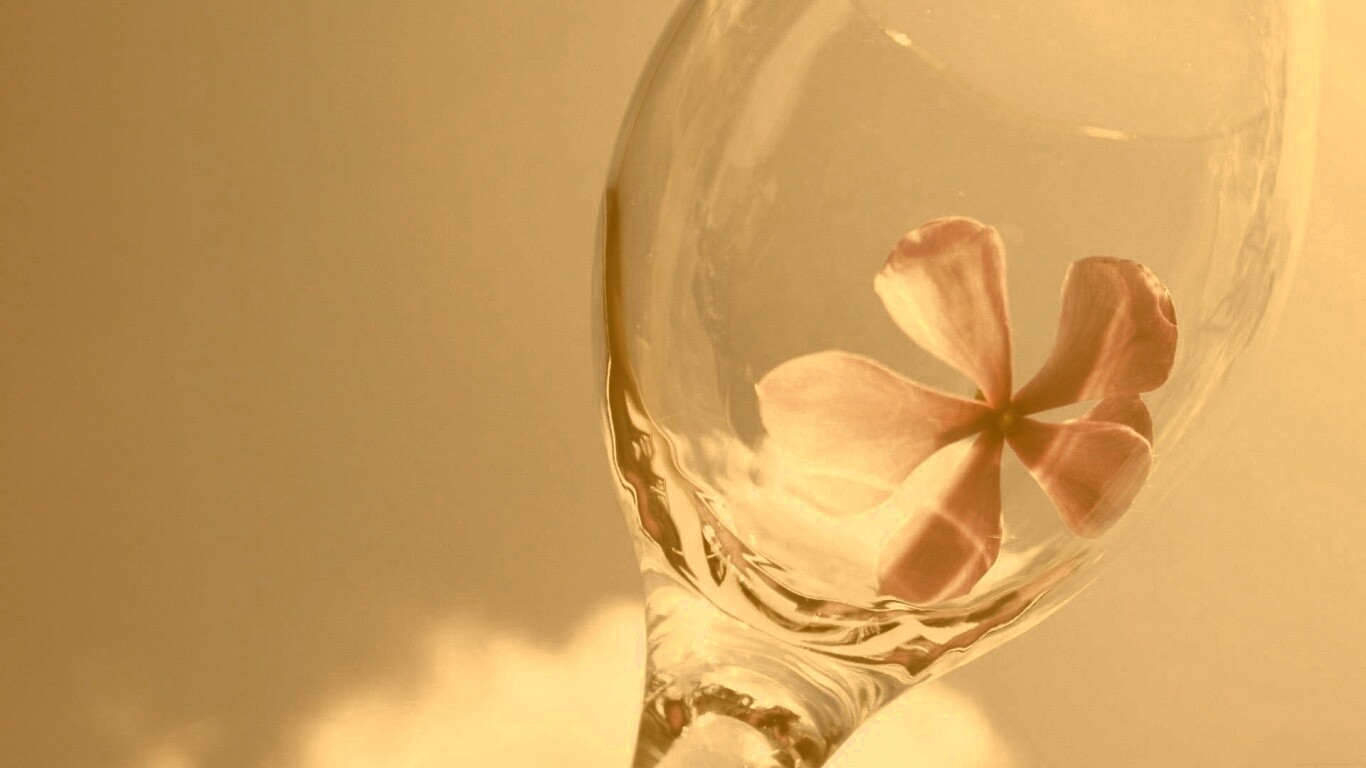 Нежный цветок в бокале на фоне голубого неба обои