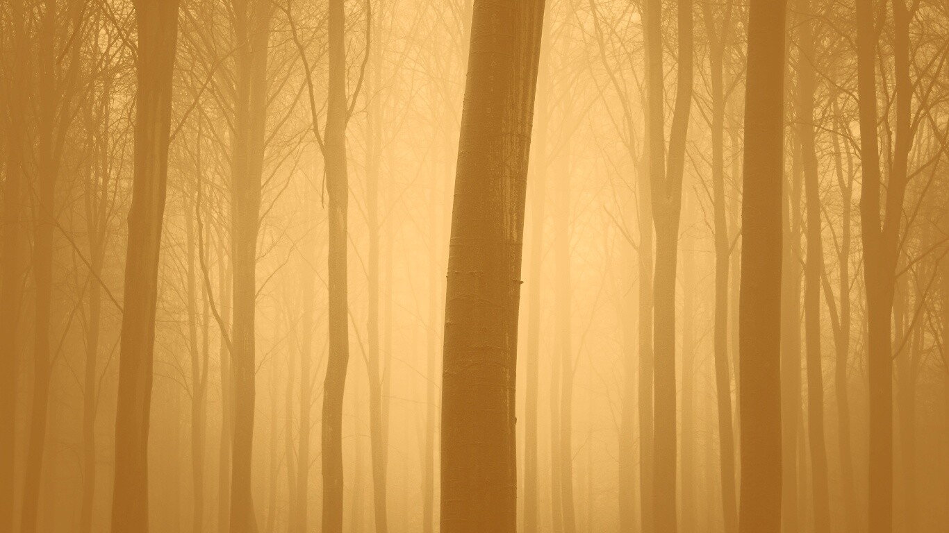 Туман в лесу обои