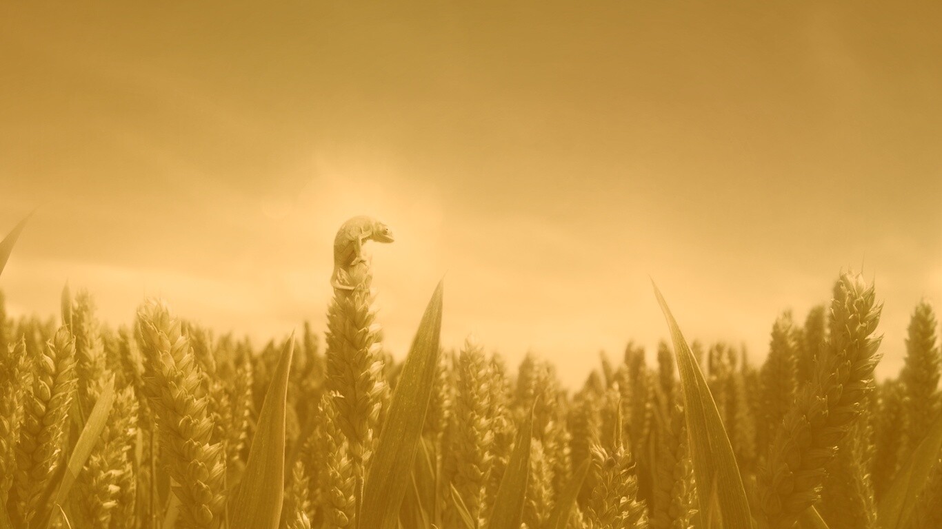 Маленький хамелеон на травинке обои