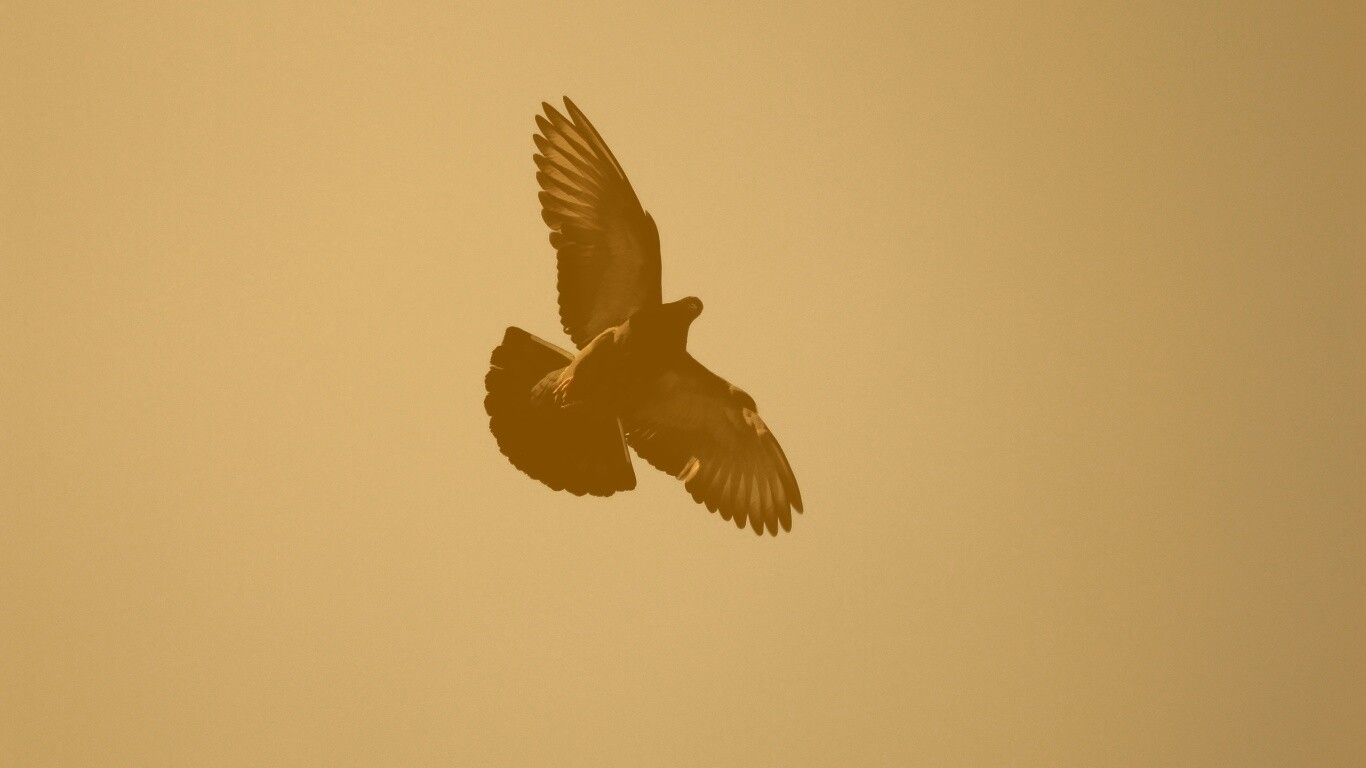 Голубь в полёте обои