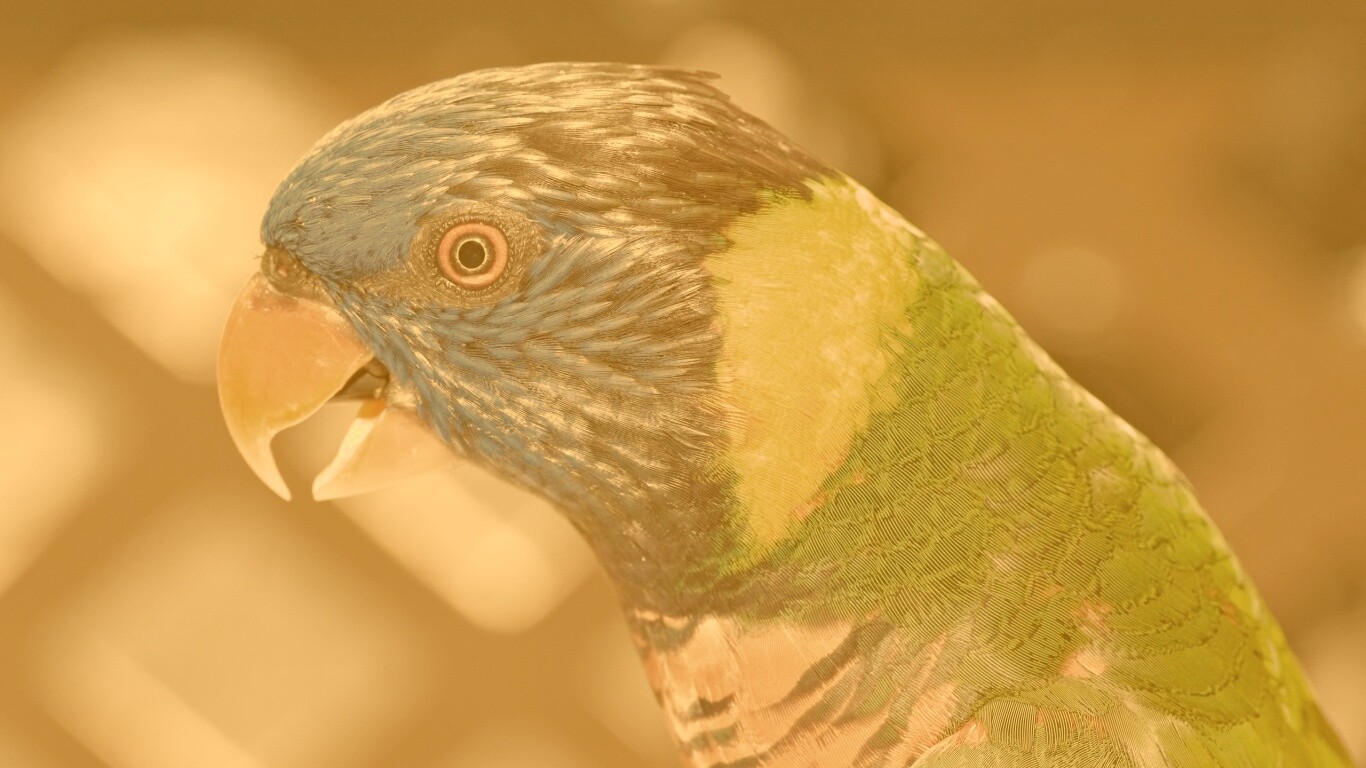 Красноглазйы попугай обои