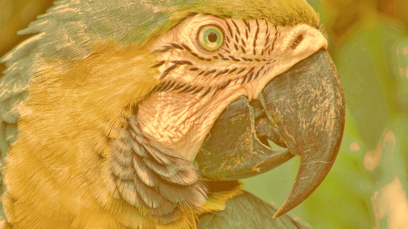 Попугай обои