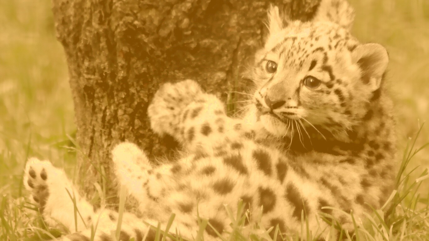 Котенок большой дикой кошки обои