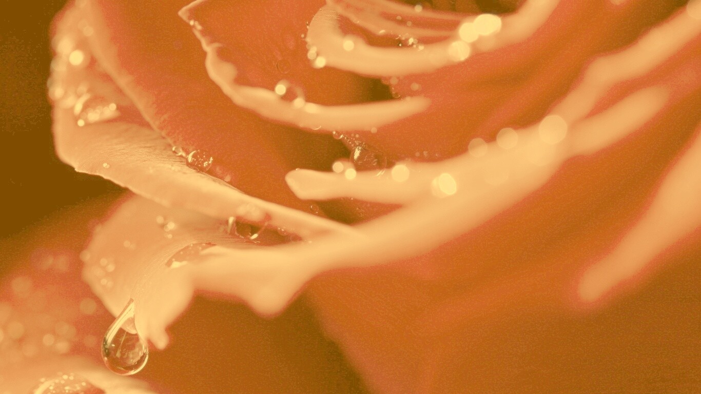 Капли на лепестках розы обои