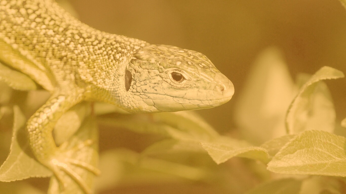 Ящерка на листьях обои