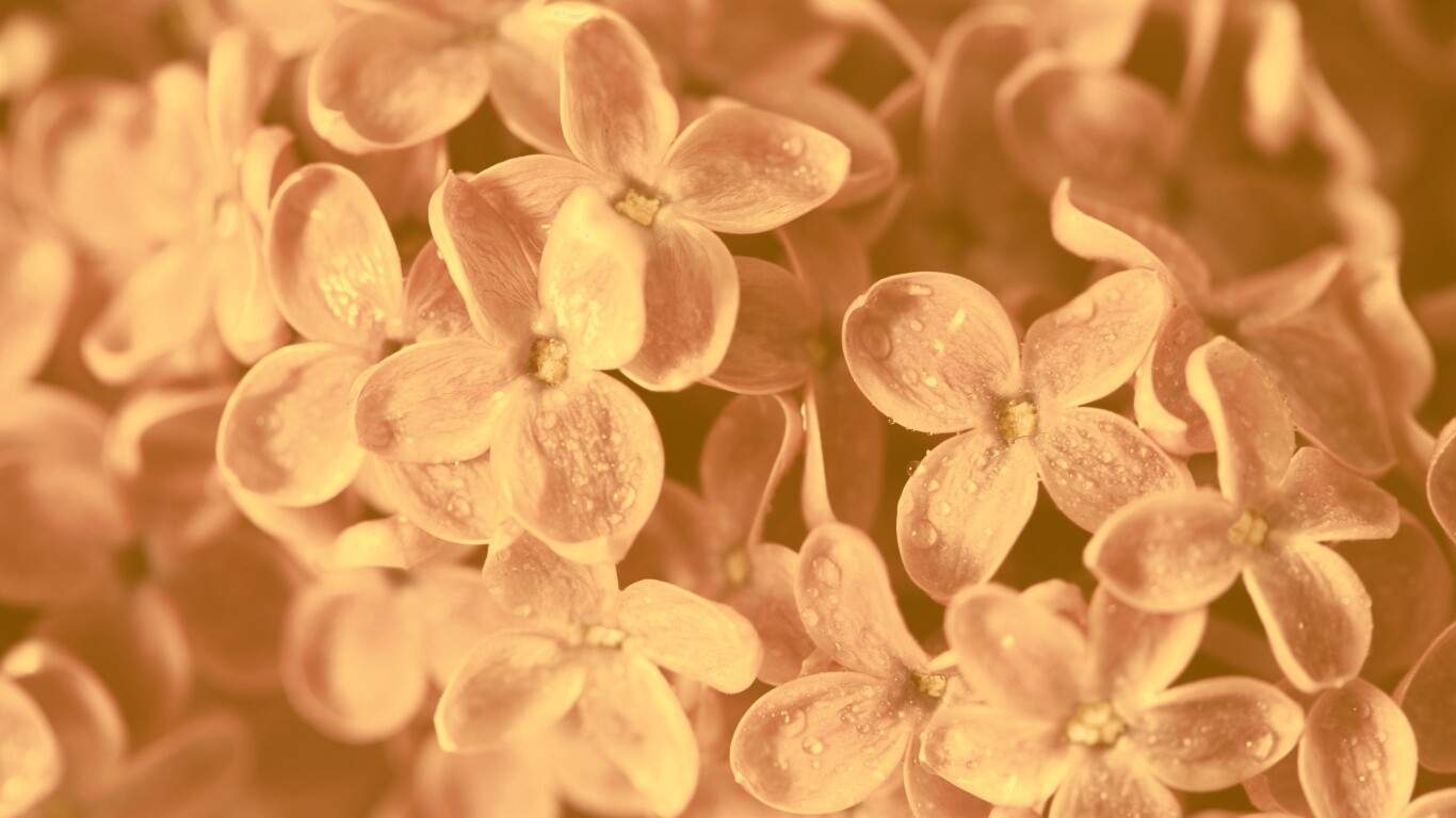 Цветы сирени обои