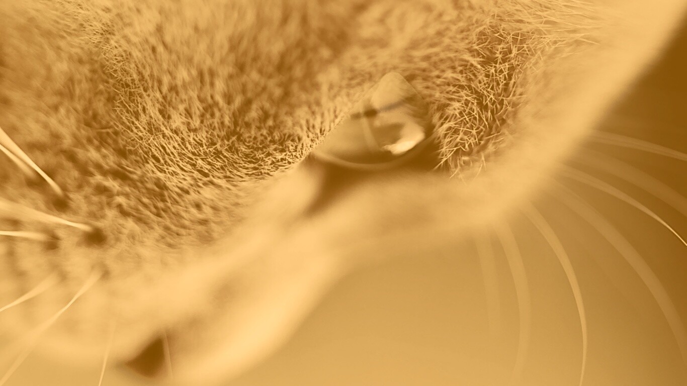 Макро фото мордашки кота обои