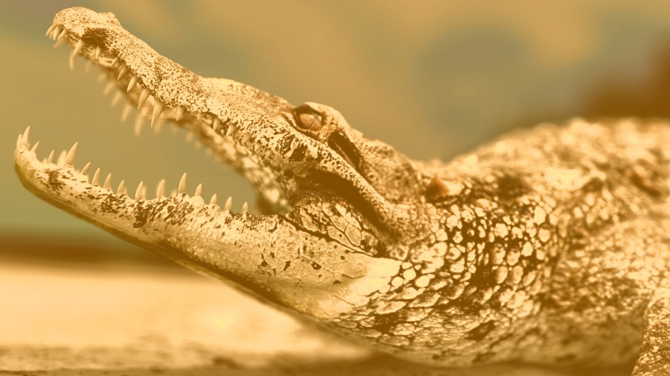 Крокодил разинул пасть обои