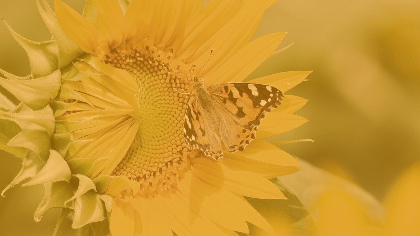 Бабочка на подсолнухе обои