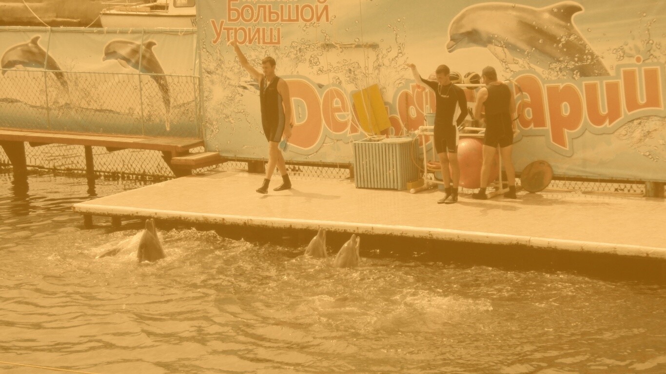 Утро в дельфинарии обои