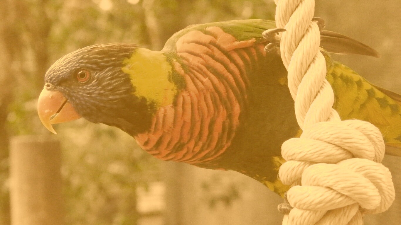 Попугай на канате обои