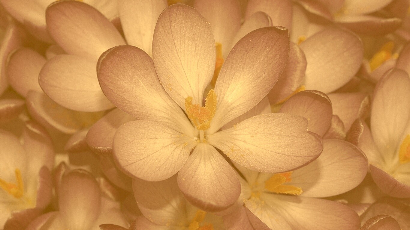 Сиреневый цветок обои