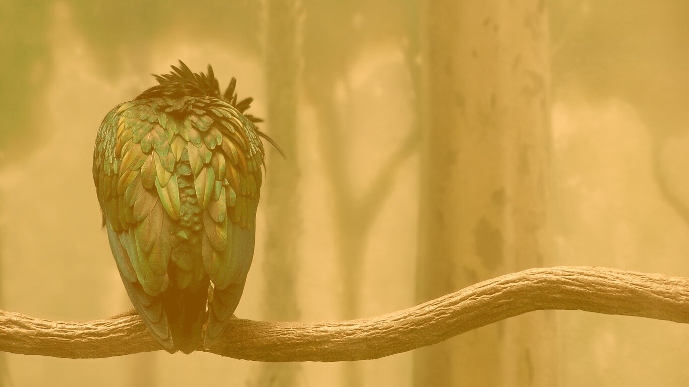 Птица спит на ветке обои