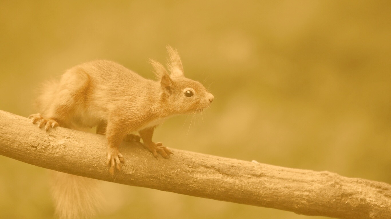 Белочка на ветке обои