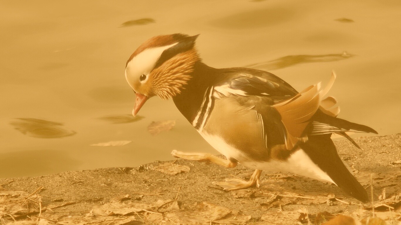 Уточка - мандаринка обои