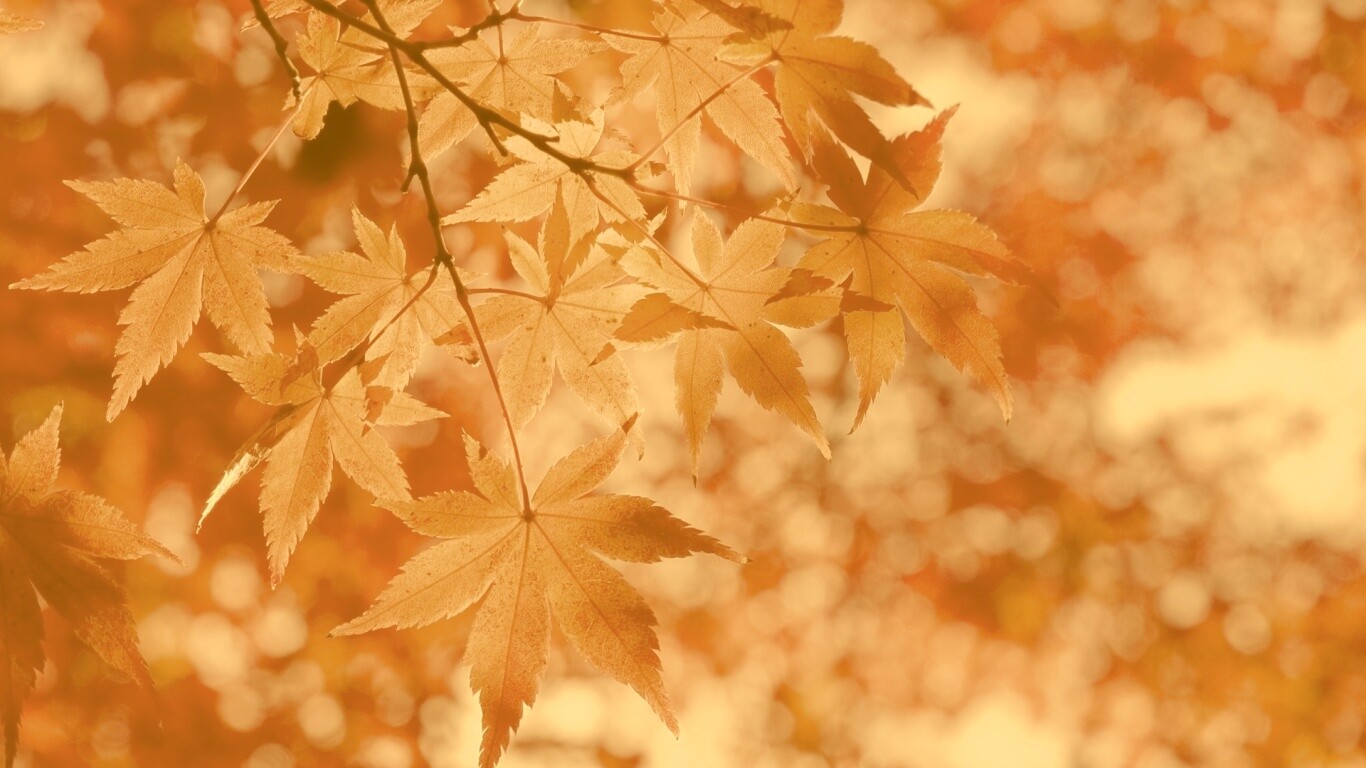 Осенние листья обои