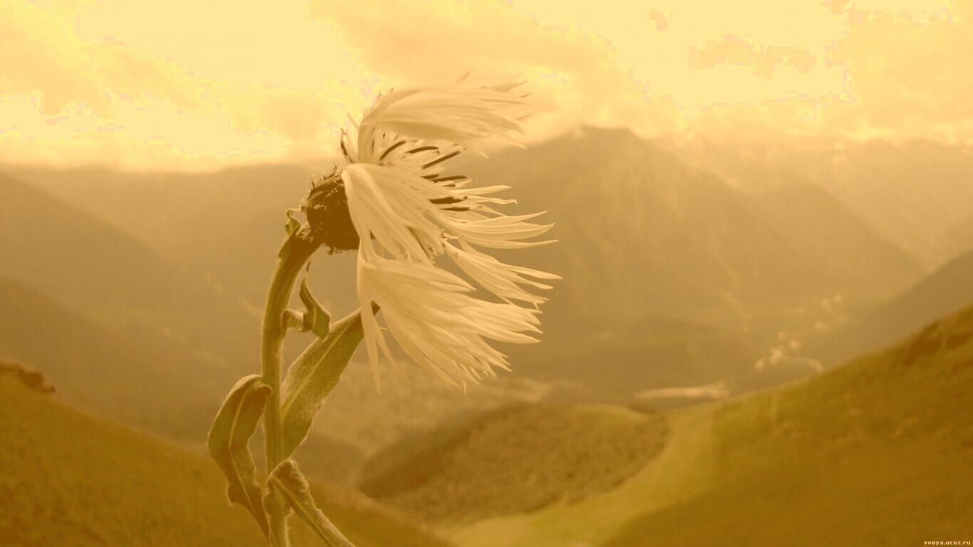 Горный цветок обои