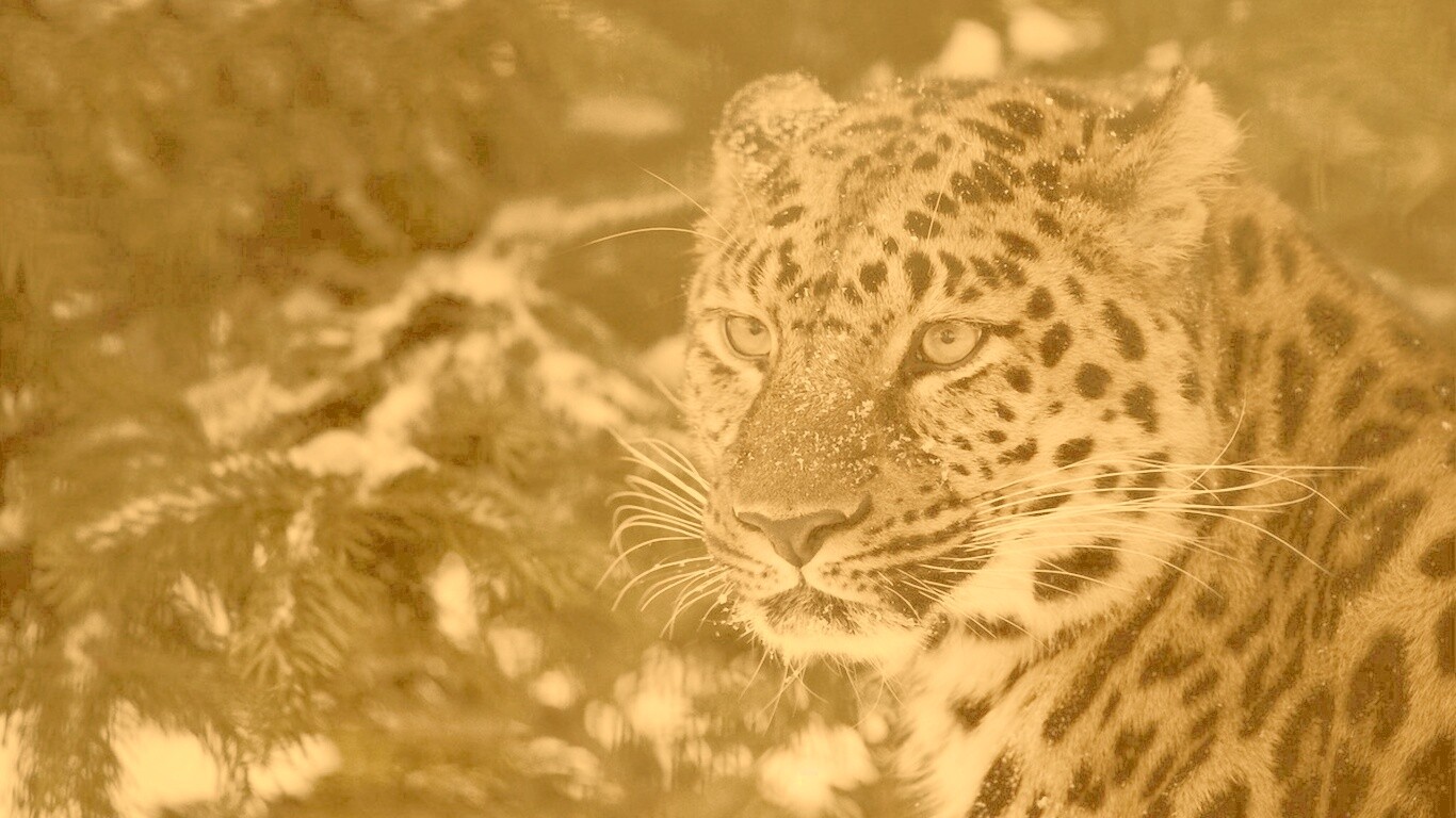 Леопард у заснеженной ели обои