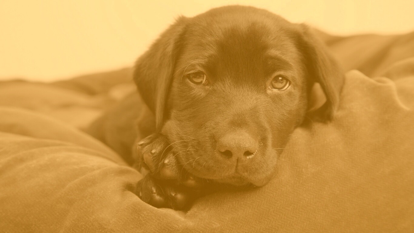 Сонный щенок немецкого поинтера обои