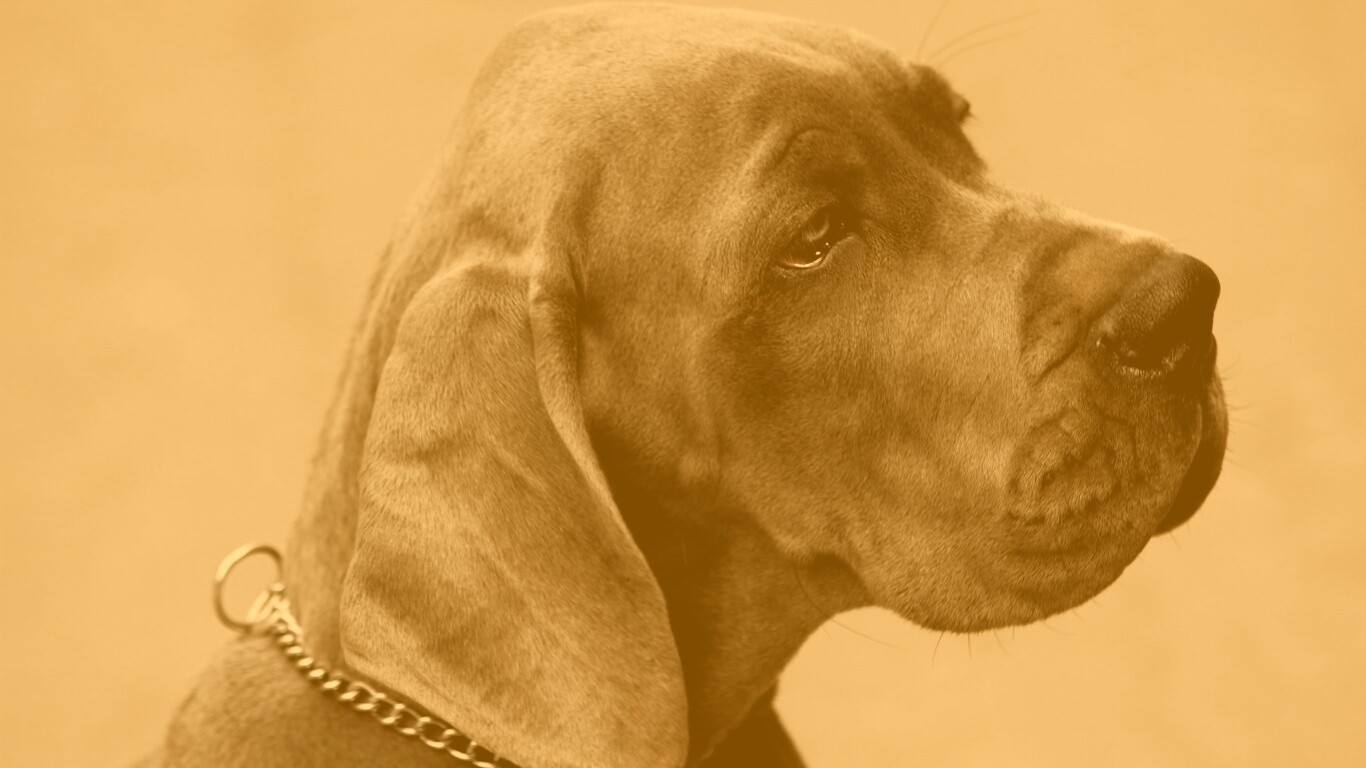 Грустная собака обои