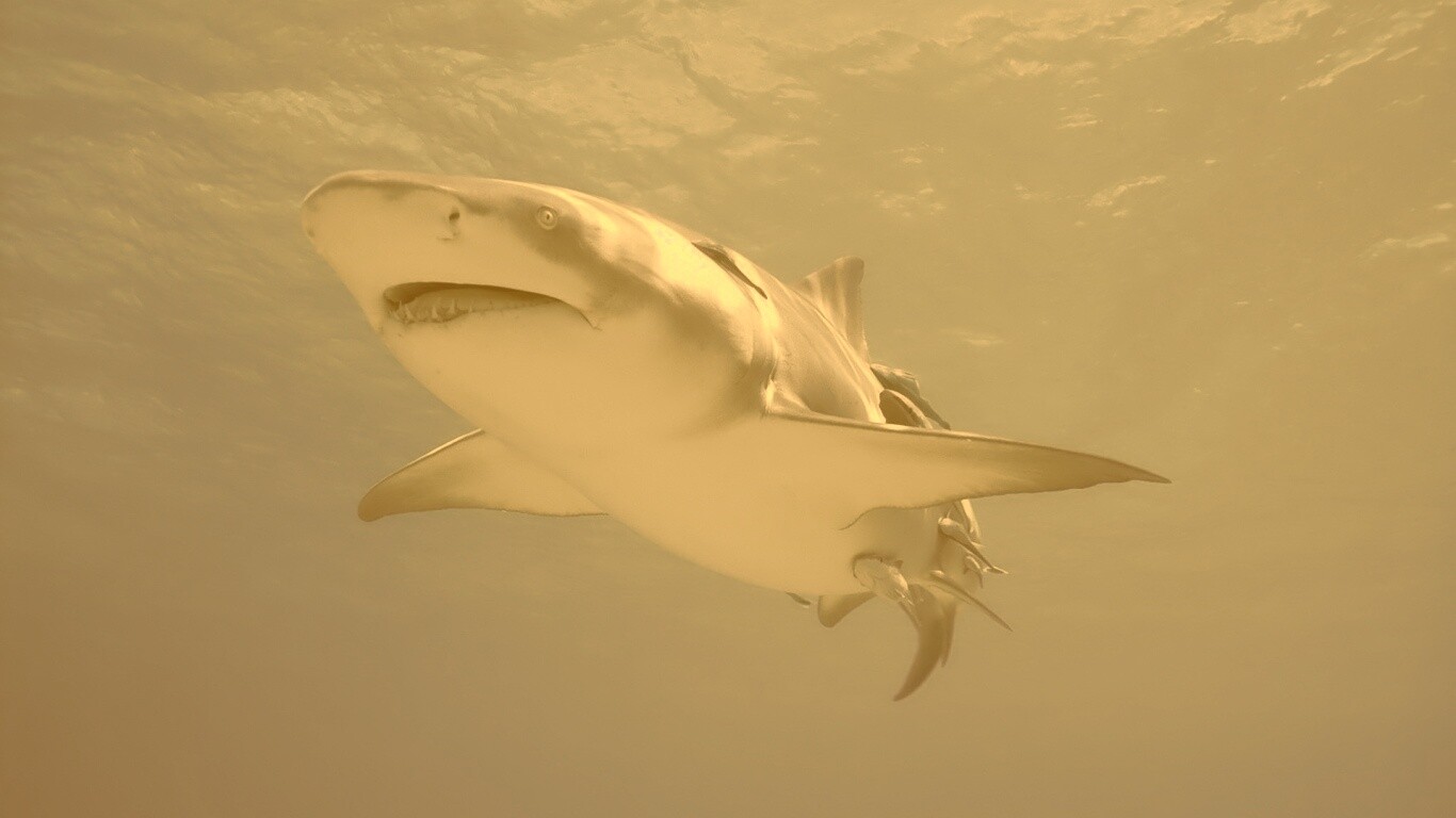 Красивая глубоководная акула обои