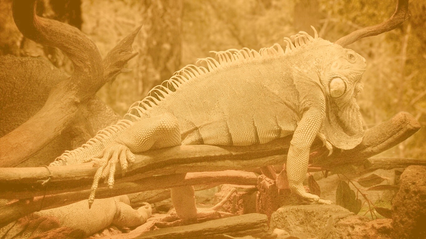 Большая игуана обои