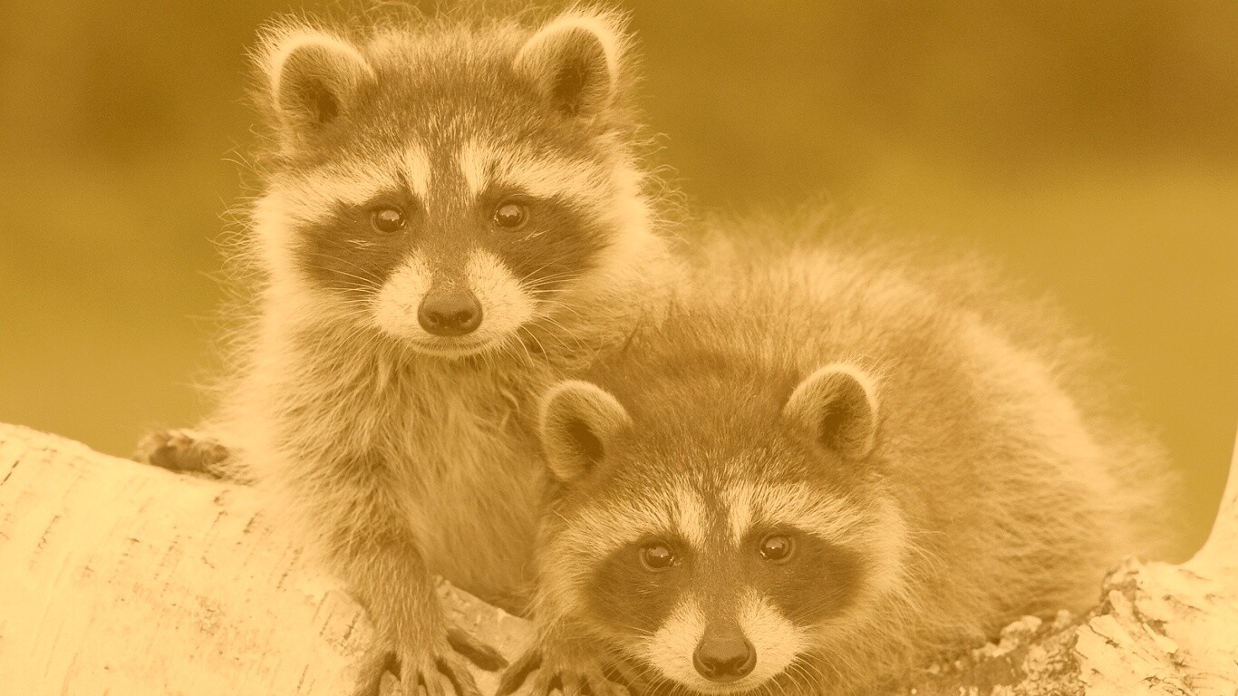 Полосатики обои