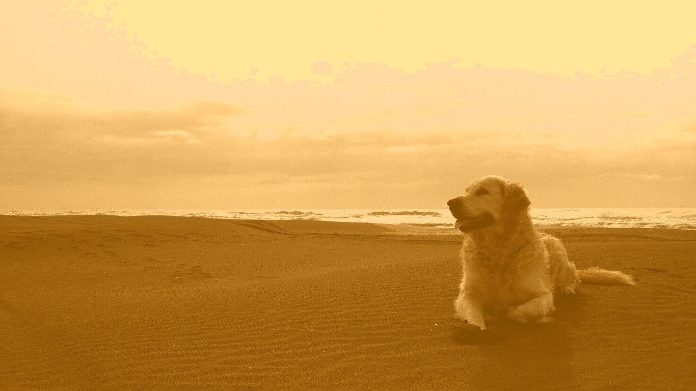 Красивая собака на оранжевом песке обои