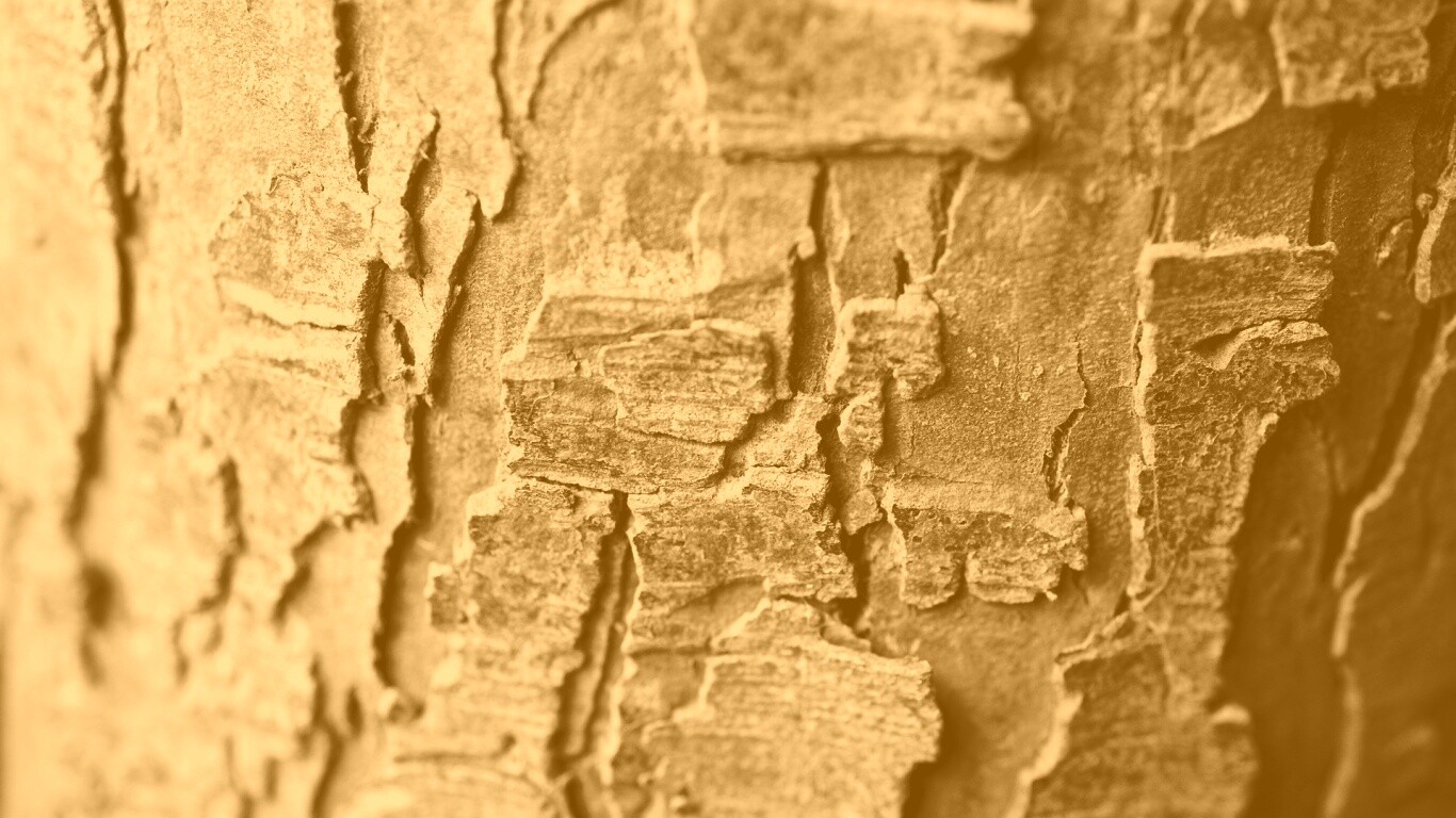 Белая кора обои