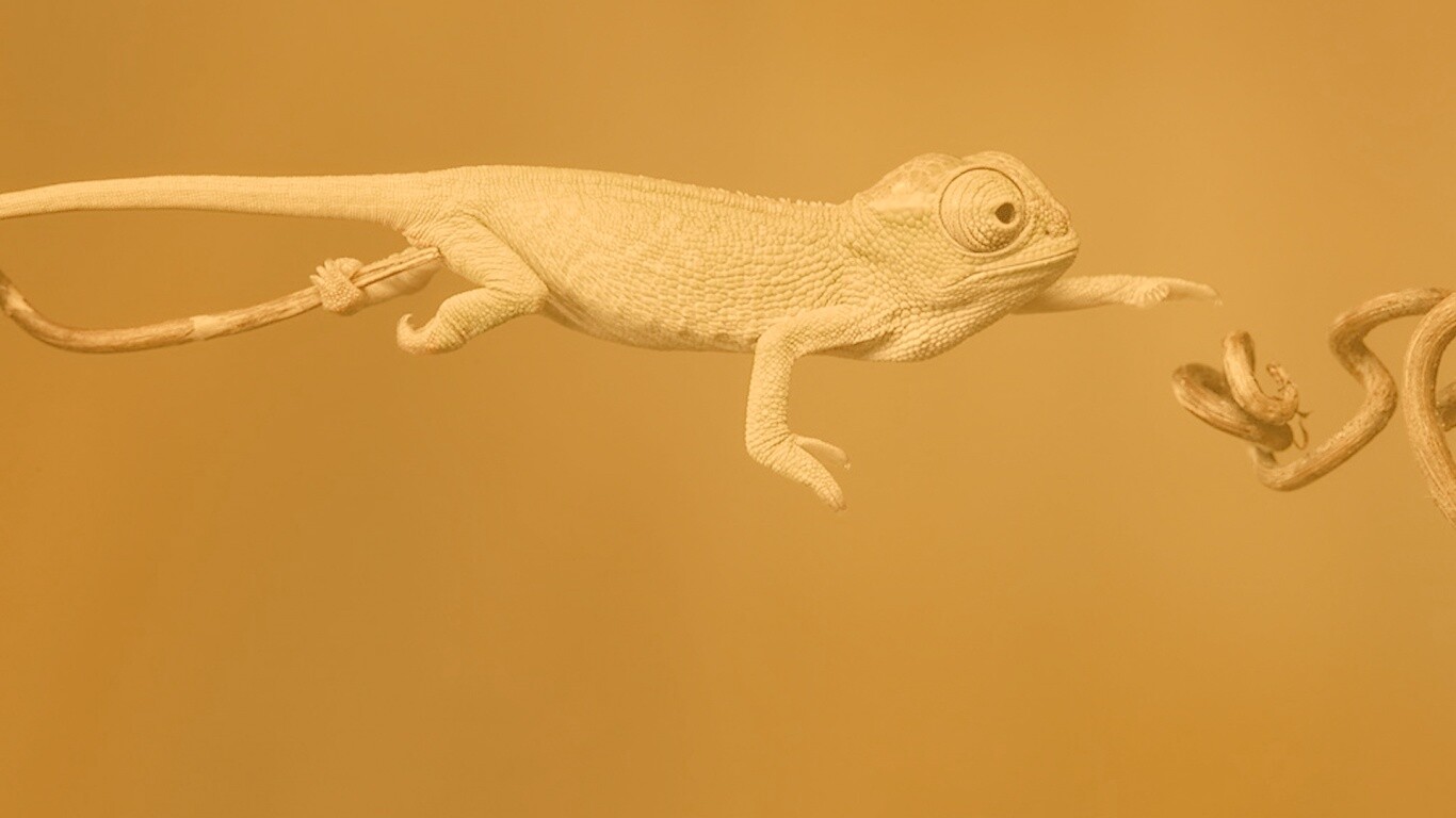 Ящерка тянется к ветке обои