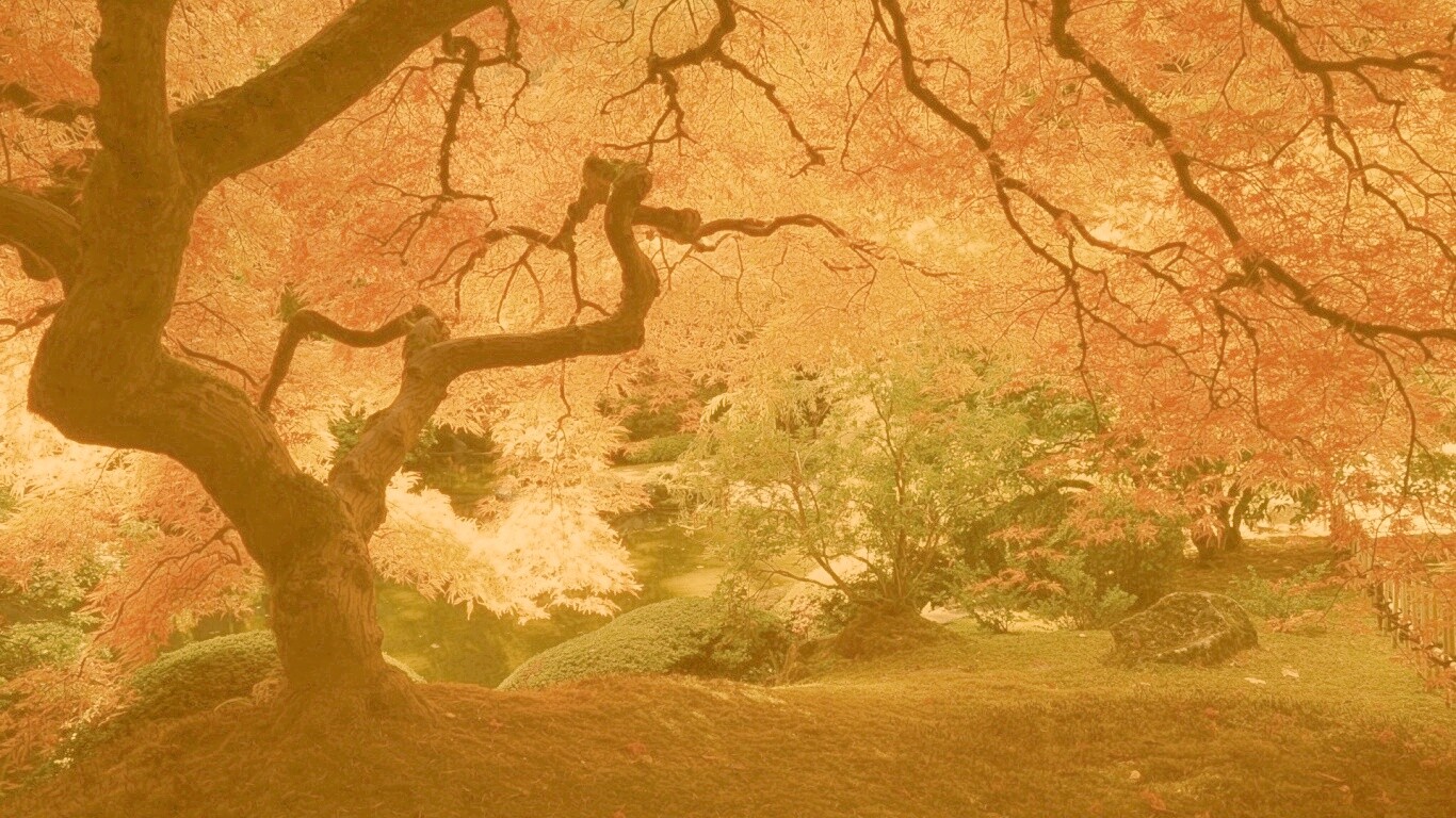 Под оранжевой кроной обои